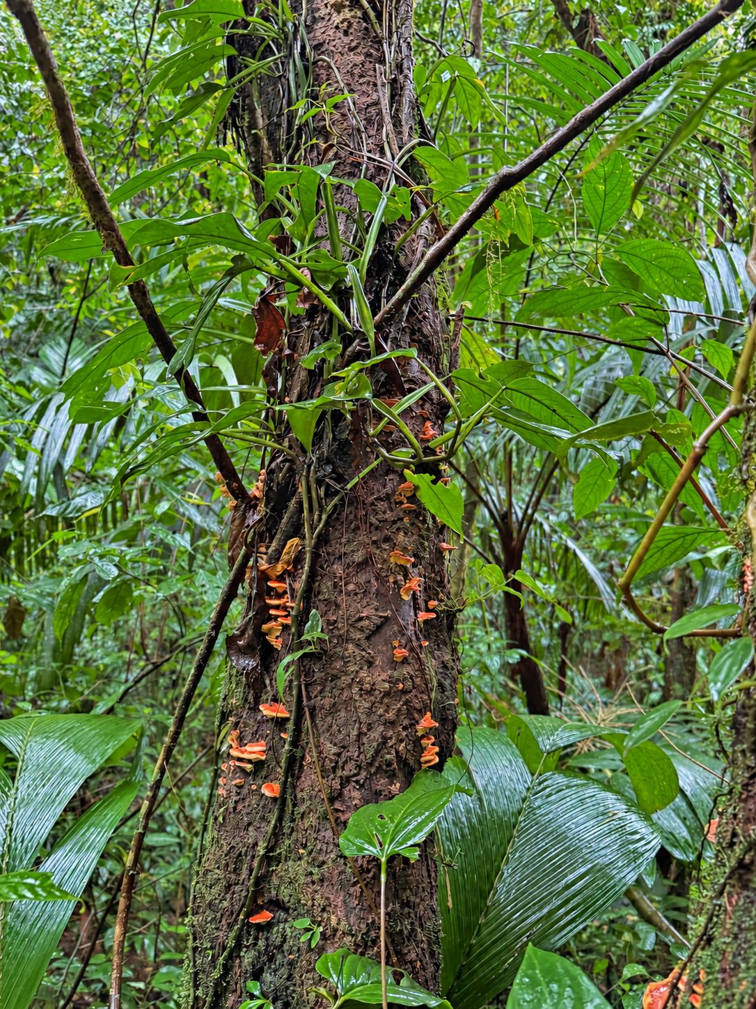Floresta tropical verde na Costa Rica