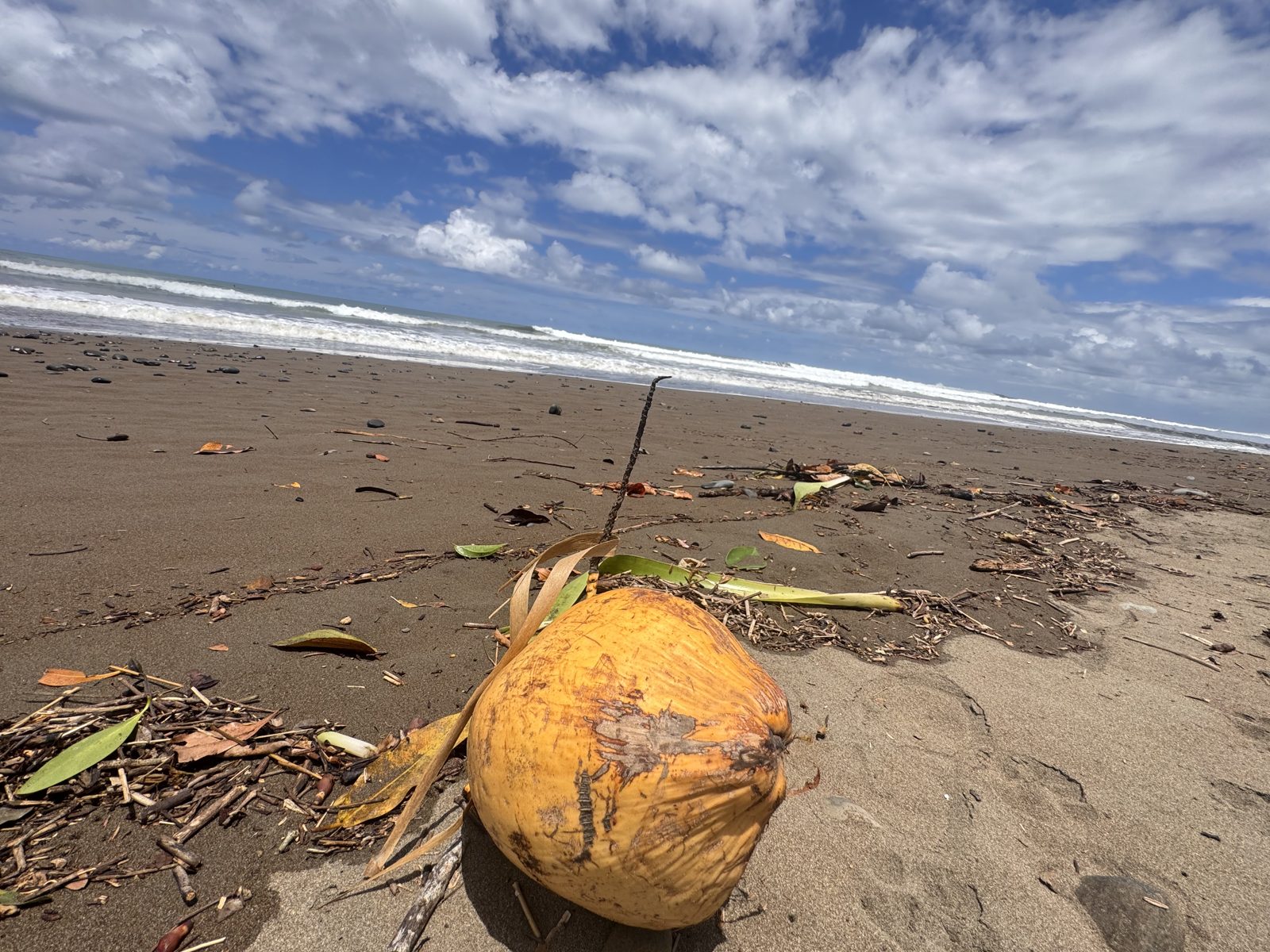 Uma praia tranquila com um coco na areia no Pacífico Sul da Costa Rica