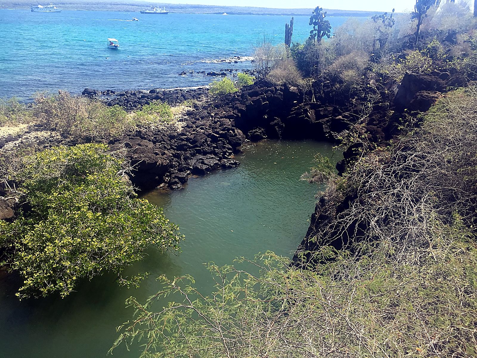 Il Canal de las Tintoreras, una pozza di lava alle Galápagos dove riposano gli squali