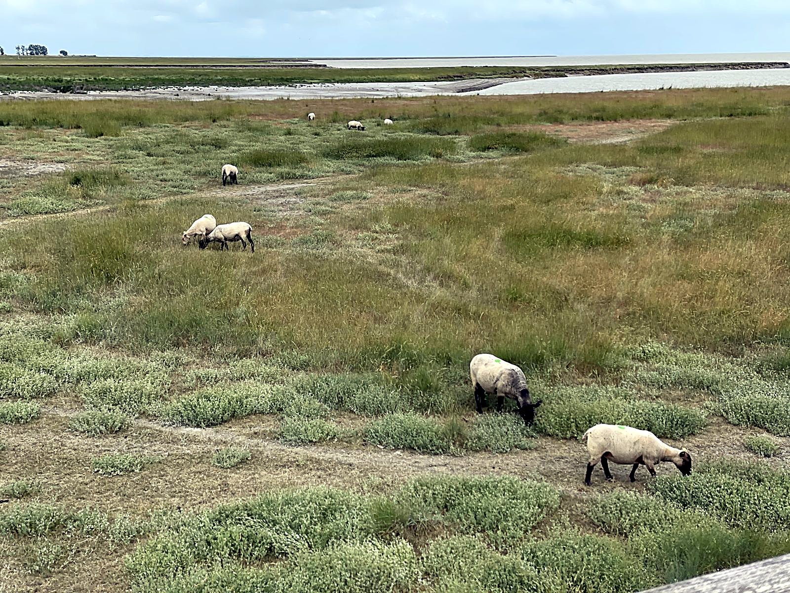 Pecore al pascolo vicino a Mont-Saint-Michel