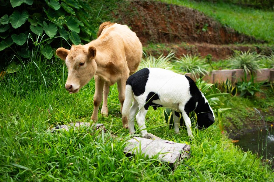 Animali della fattoria nel pascolo verde