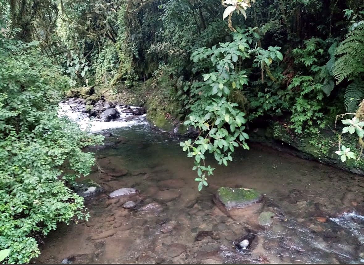 Un ruscello di montagna limpido nella foresta pluviale