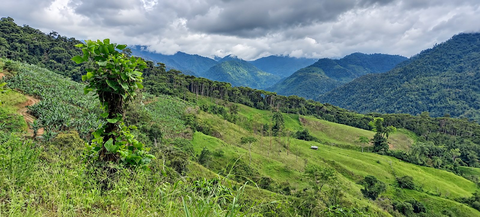 Pascolo e foresta sui pendii della proprietà