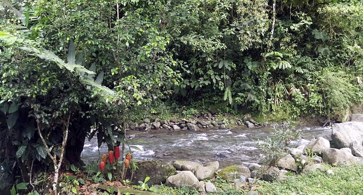 Un fiume con grandi pietre e fiori rossi sulla riva